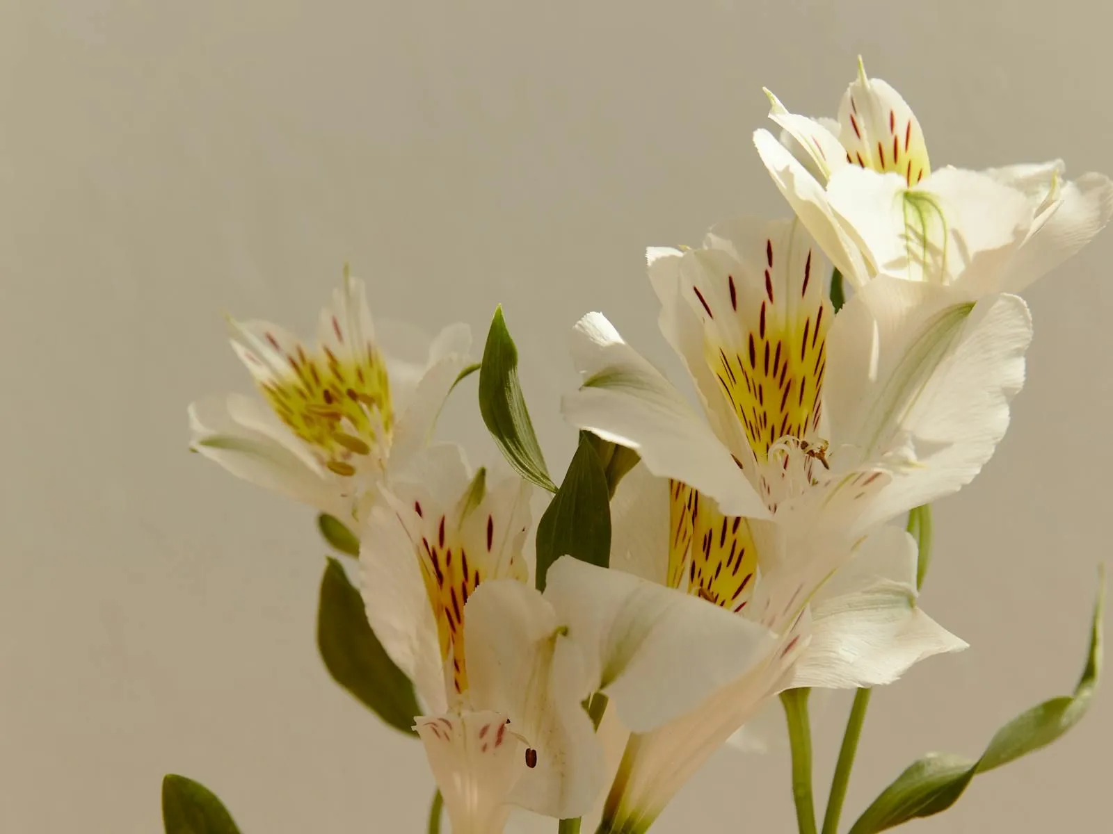 やわらかな自然光に照らされた白い花の、静かなイメージカット
